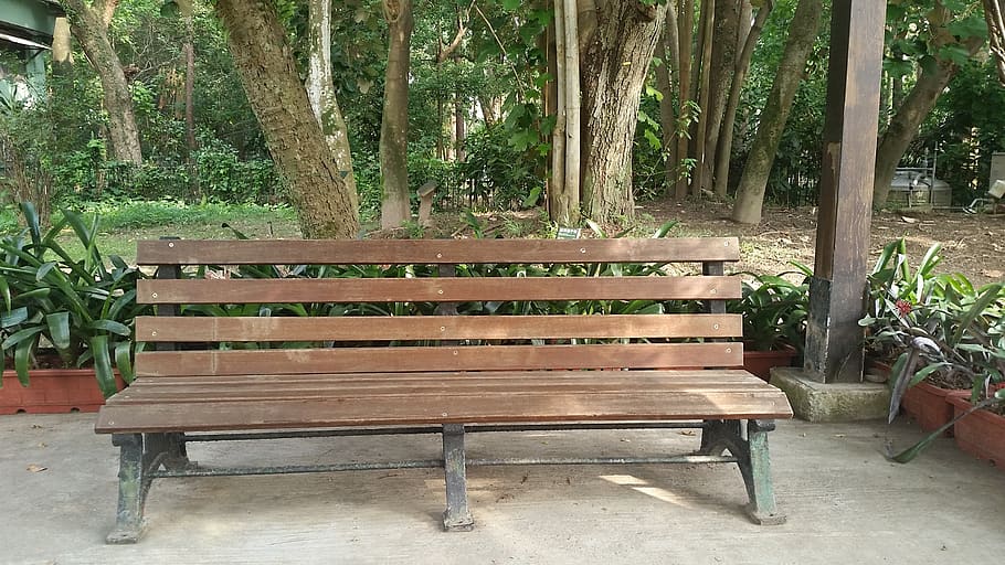 bench, afternoon, casual, plant, tree, seat, absence, empty HD wallpaper