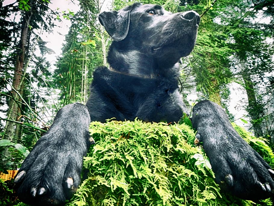 Dog, Labrador, Woods, Retriever, Pet, friend, labrador retriever, HD wallpaper