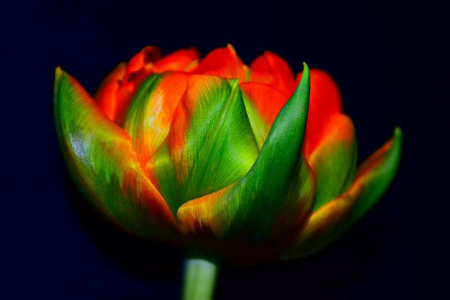 tulip, red, green, close, nature, plant, flower, petal, flower Head HD wallpaper