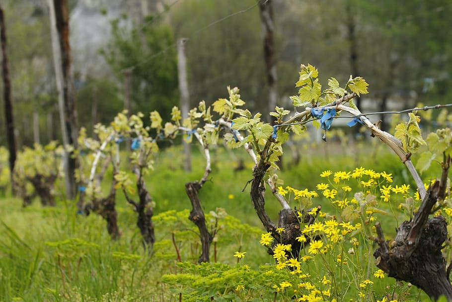 vineyard, spring, nature, landscape, green, wine, rural, outdoor HD wallpaper
