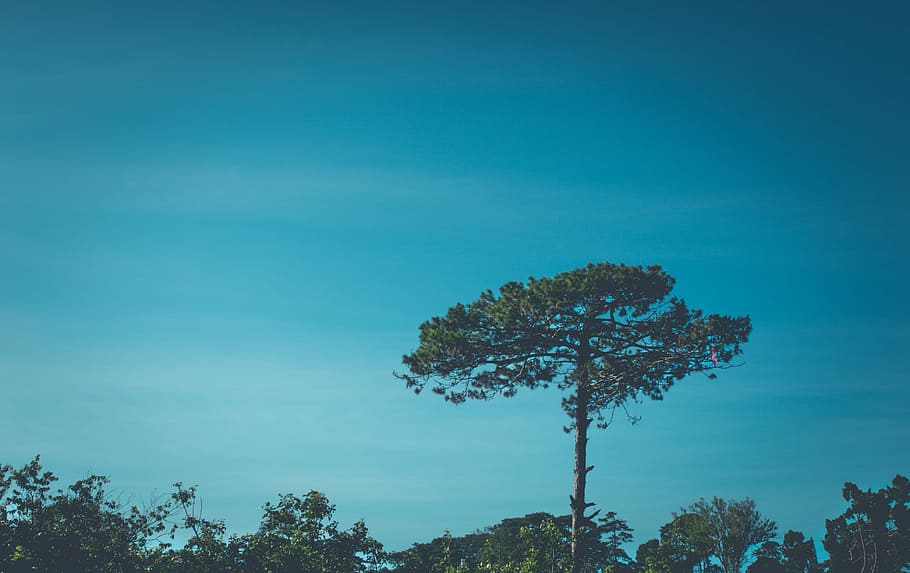 green leafed trees under clear sky during daytime, photo of green leafed trees HD wallpaper