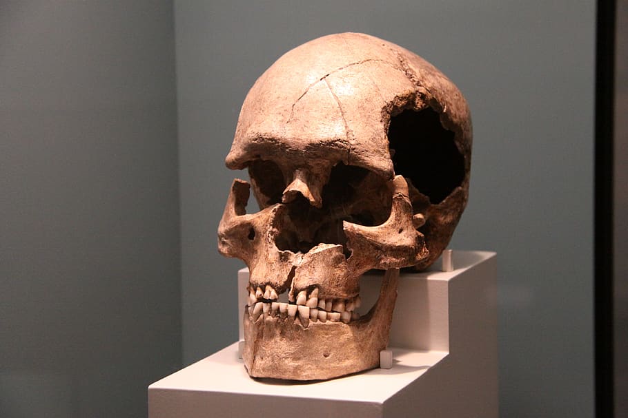 skull, people, one, sculpture, bone, human skull, human skeleton HD wallpaper