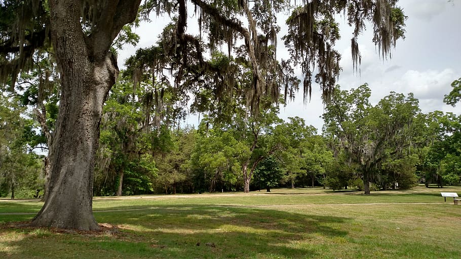park, tree, scenery, plant, grass, green color, nature, growth HD wallpaper