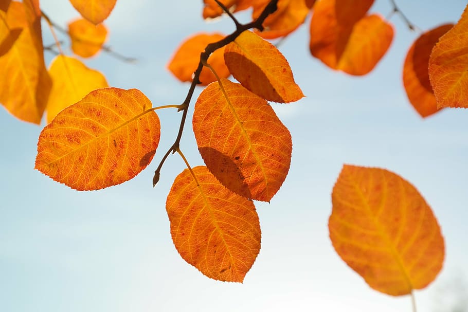 orange dried leaves attach from tree branch, autumn, red, blood red, HD wallpaper