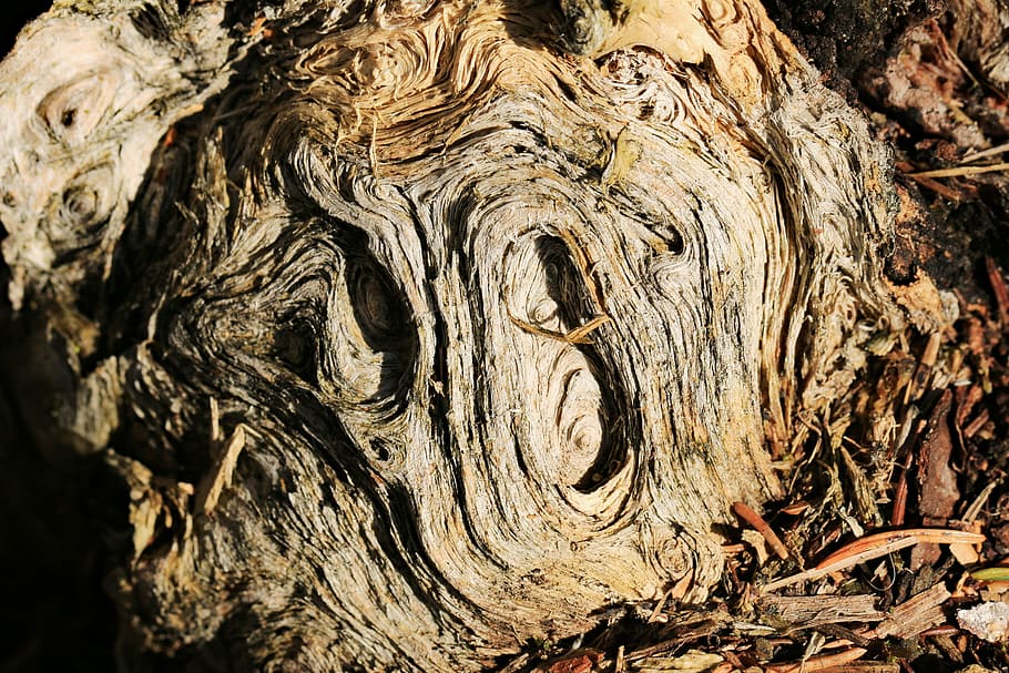 root, braid, grain, plant, nature, morsch, old, decomposed HD wallpaper