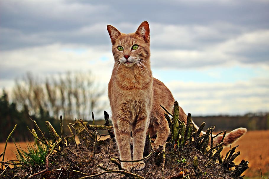 selective focus photography of orange cat, Kitten, Mackerel HD wallpaper