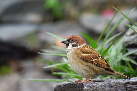 brown and white bird, palm, feather, stone, sparrow, beak, eye HD wallpaper