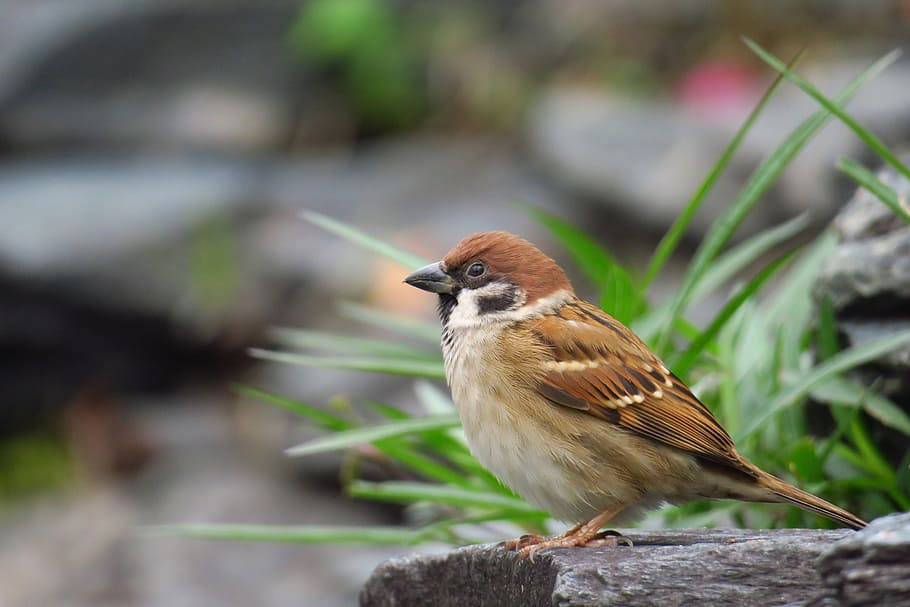 brown and white bird, palm, feather, stone, sparrow, beak, eye HD wallpaper