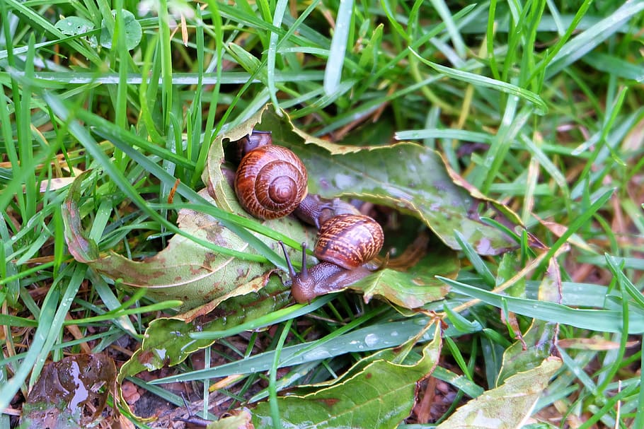 snail, grass, slug, nature, snails, slugs, closeup, mollusk HD wallpaper