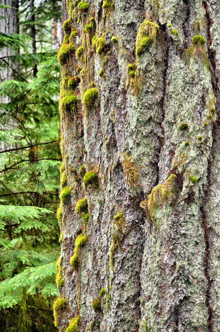 tree, old tree, rainforest, growth, cedar tree, tree trunk HD wallpaper