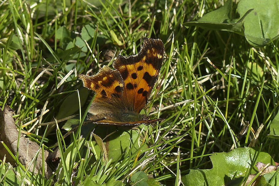 butterfly, orange, black, insect, wings, nature, summer, wildlife HD wallpaper
