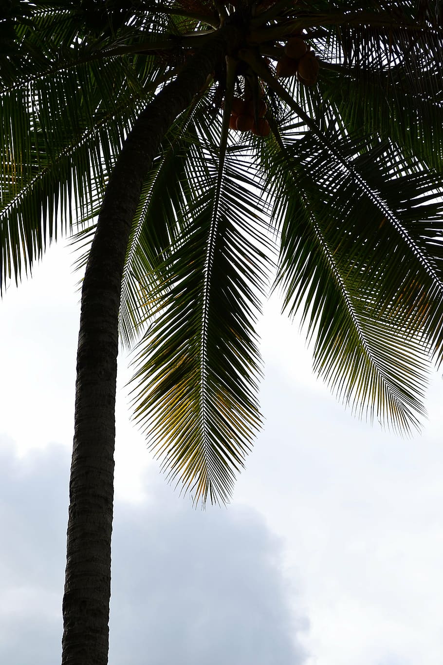 coconut tree under cloudy sky, palm, palm tree, palm leaf, coast HD wallpaper