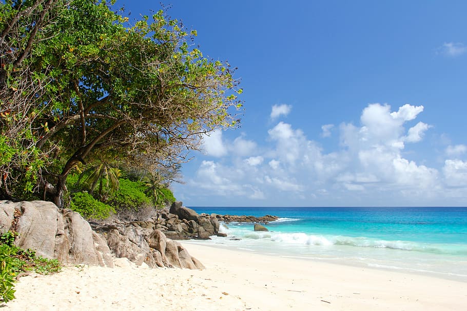trees on seashore, seychelles, beach, beautiful beach, indian ocean, HD wallpaper