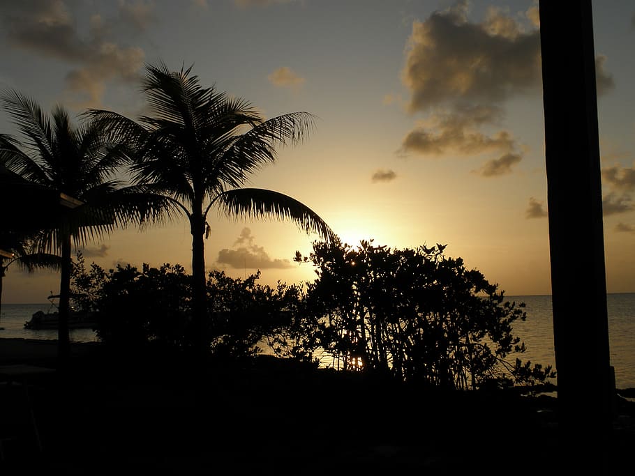 sunset, romance, tropics, trees, sky, silhouette, palm tree HD wallpaper