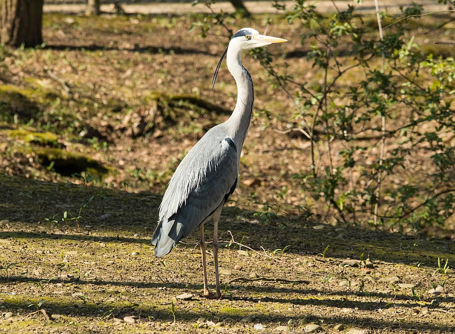Grey Heron, Bird, Eastern, Animal, one animal, animal wildlife HD wallpaper