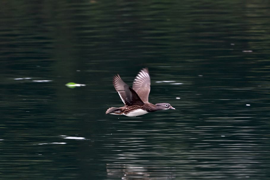 waters, pond, reflection, bird, duck, mandarin, animals in the wild HD wallpaper