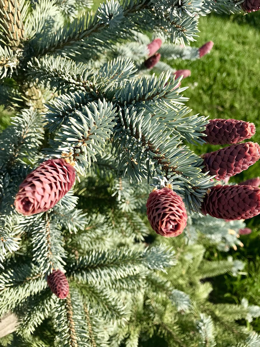 tree, cones, conifer, evergreen tree, spring, spring awakening HD wallpaper