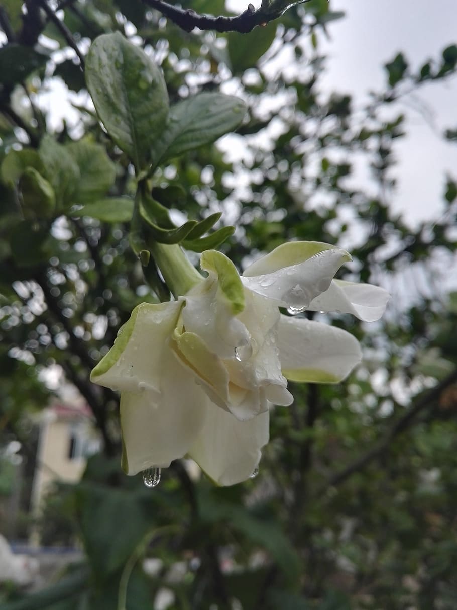 gardenia, rain, white, plant, beauty in nature, growth, flower HD wallpaper