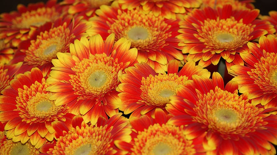 gerbera, tehran, orange, flower, flowering plant, freshness HD wallpaper