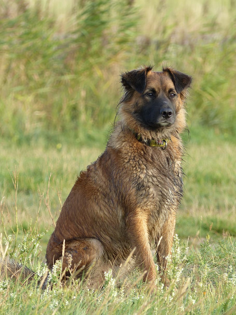 Dog bitch. Dog online. Good Dog bitch. Dog is bitching.