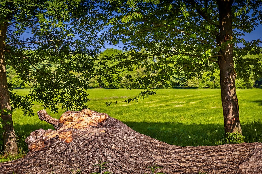 tree, trunk, nature, forest, wood, landscape, green, environment HD wallpaper