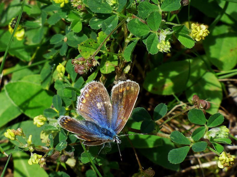butterfly, blue butterfly, bug, insect, butterfly - Insect HD wallpaper