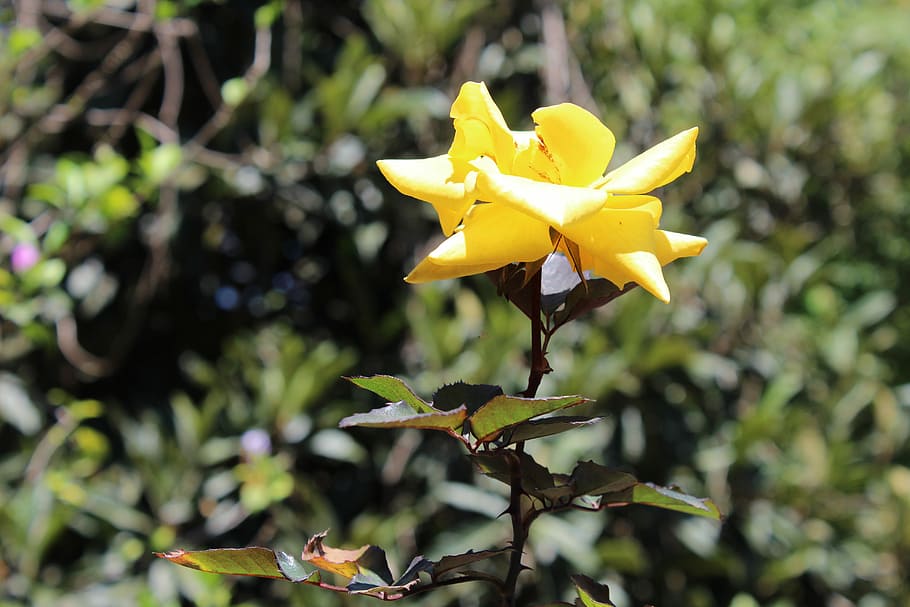 Flower, Macro, rosa, yellow, plant, outdoors, nature, petal HD wallpaper