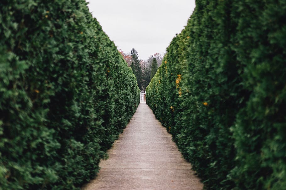 gray pathway between green plants, nature, landscape, grass HD wallpaper