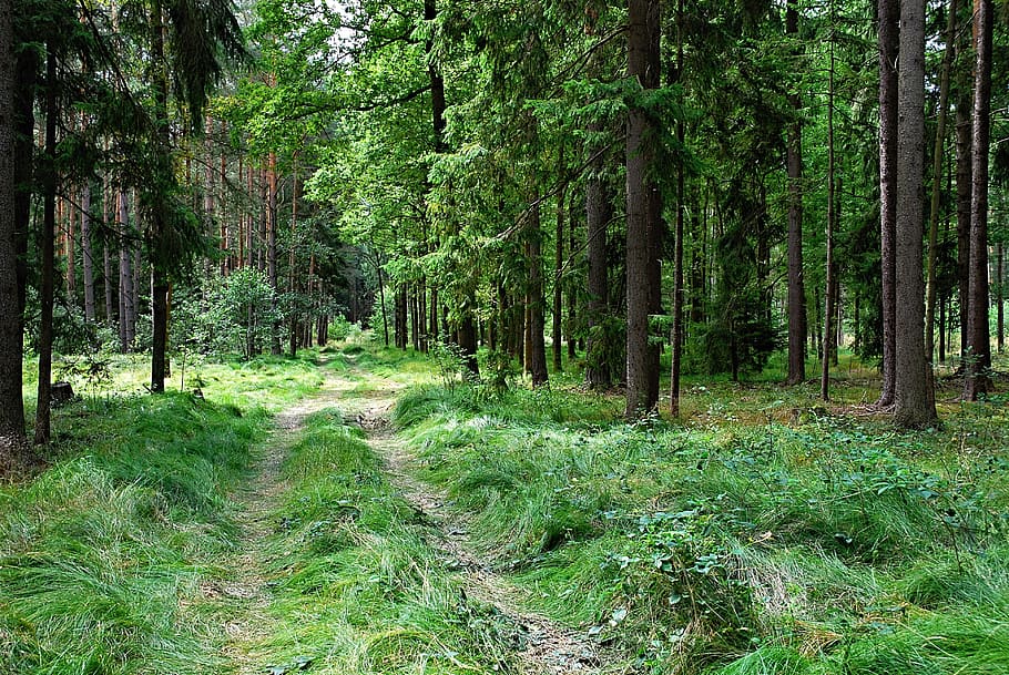 landscape photography of trees in forest, mixed, spruce, branches HD wallpaper