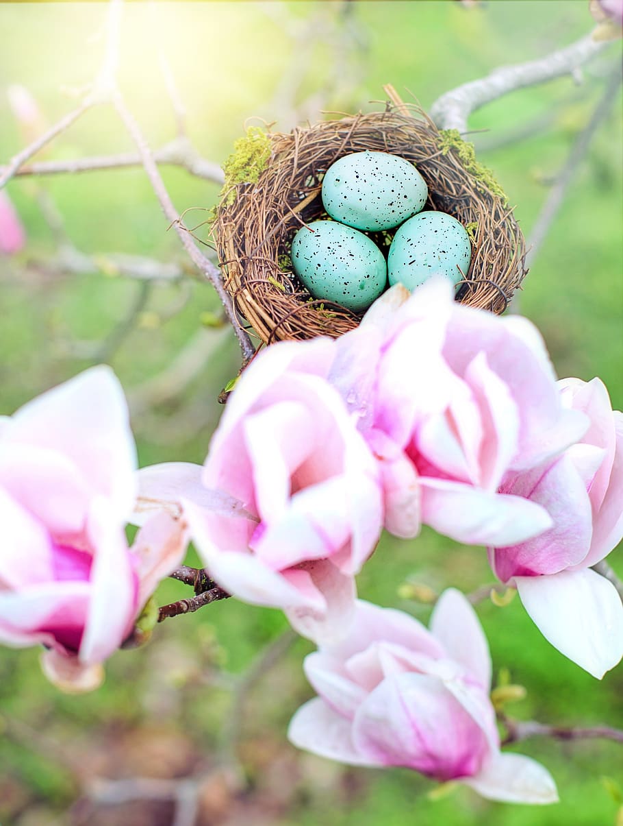 nest, robin eggs, spring, nature, easter, springtime, magnolias HD wallpaper