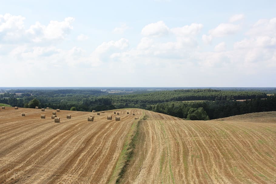 Field, Landscape, Cereals, Forest, summer, straw, clouds, the collected HD wallpaper
