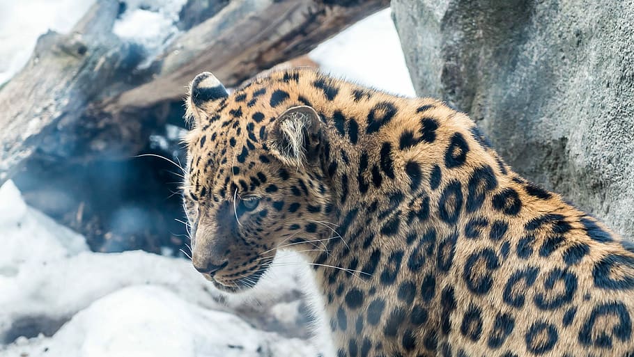leopard near rock, beige and black animal in bokeh photography HD wallpaper