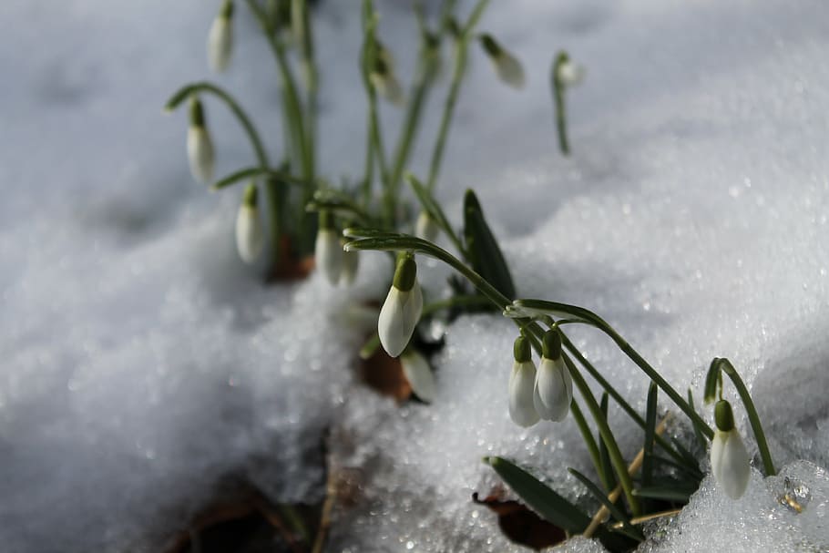 snowdrop, spring, winter, nature, flower, plant, tender, melt, HD wallpaper