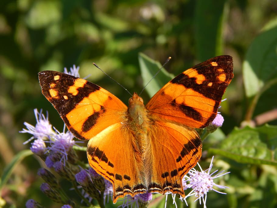 Butterfly, Lepidoptera, Insect, Spring, posing, sucking, butterfly - Insect HD wallpaper