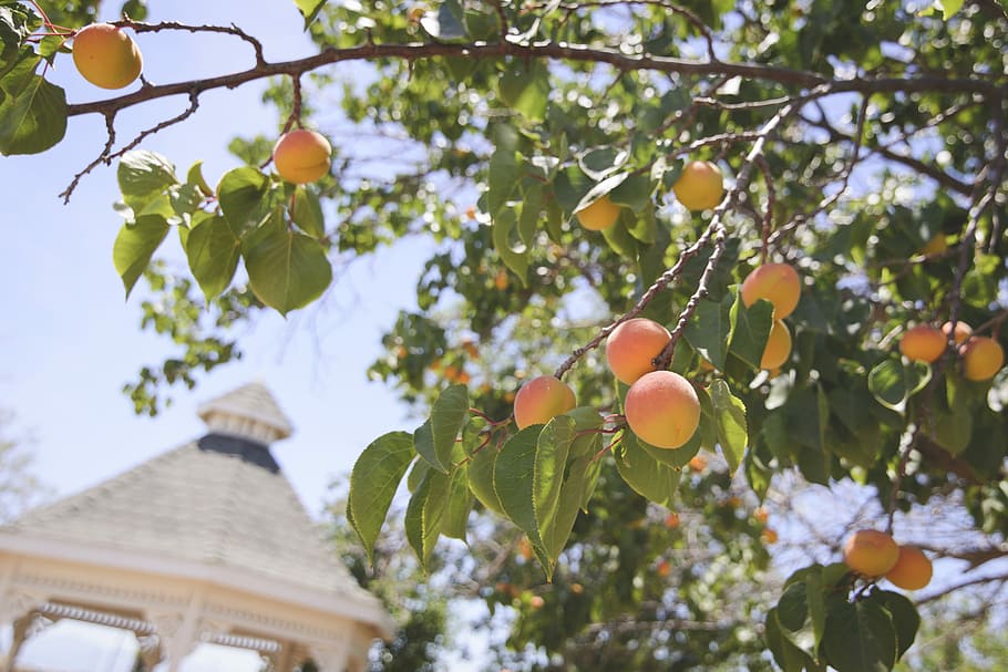 peach fruits, peach tree, orange, apricot, leaf, branch, building HD wallpaper