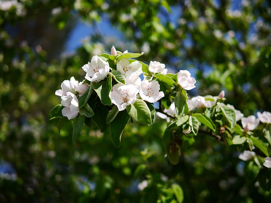 flower, plant, nature, tree, garden, blooming, outdoor, bud HD wallpaper