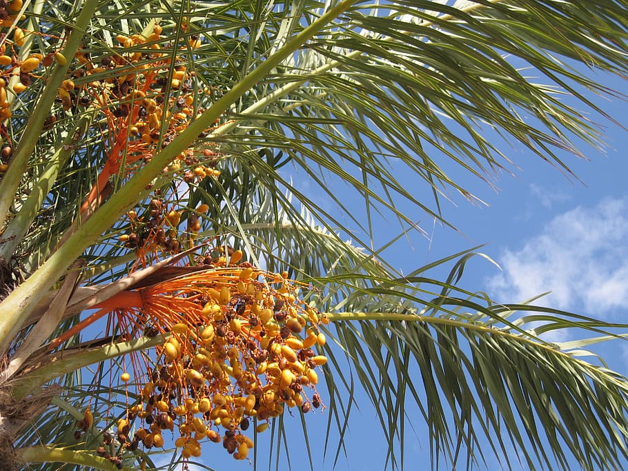 palm, james, palm tree, close, palm trees, holiday, frond, travel HD wallpaper
