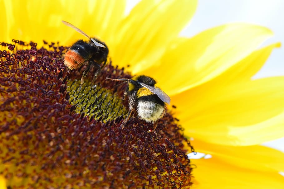 bumblebees, sun flower, pollen, macro, nature, flowers, summer HD wallpaper