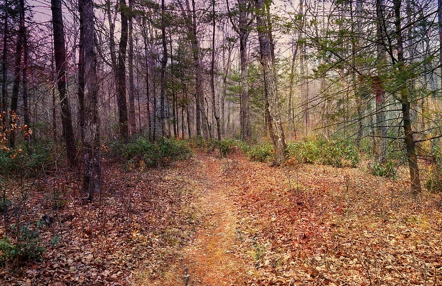 forest, woods, path, trees, landscape, mystical, autumn, plant HD wallpaper