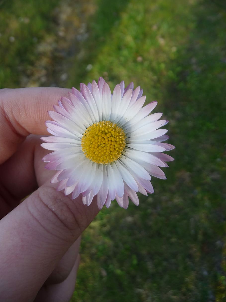 Flower, Nature, Plants, Spring, Daisy, bila, human hand, human body part HD wallpaper