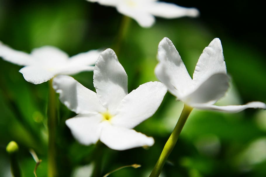 jasmine flower, flowers, nature, wild, blossom, summer, sri lanka, HD wallpaper