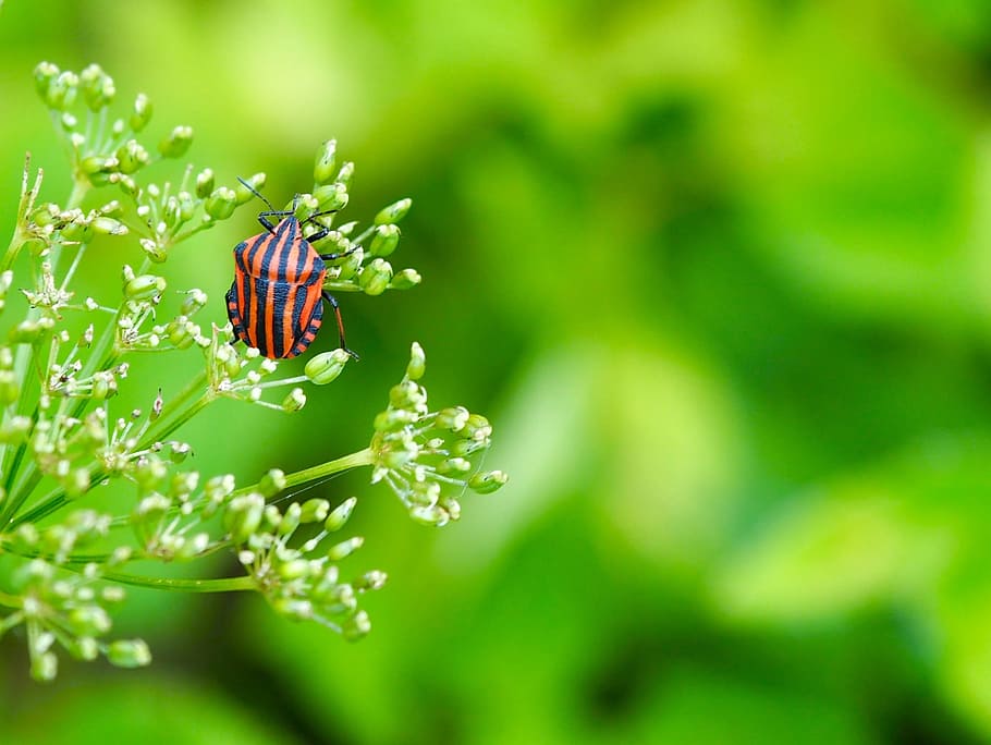 nature, leaf, bug, invertebrate, animal themes, insect, animal wildlife HD wallpaper