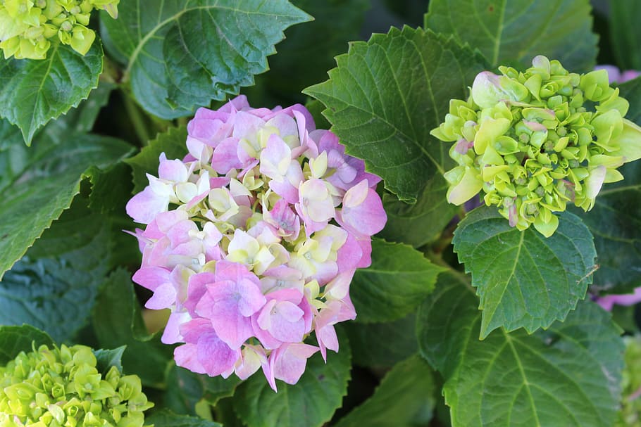 Hydrangea, Pastel, Flower, Green, Spring, blossom, white, easter HD wallpaper