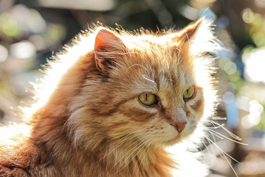 shallow focus photography of brown cat, animal, backlight, red cat