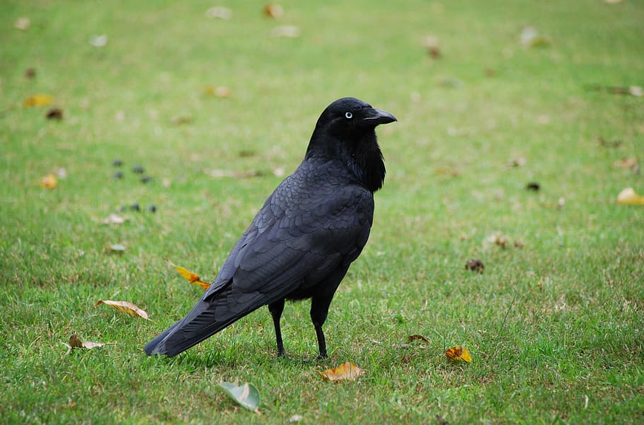 crow, bird, nature, wild, animal, wildlife, outdoors, black Color HD wallpaper