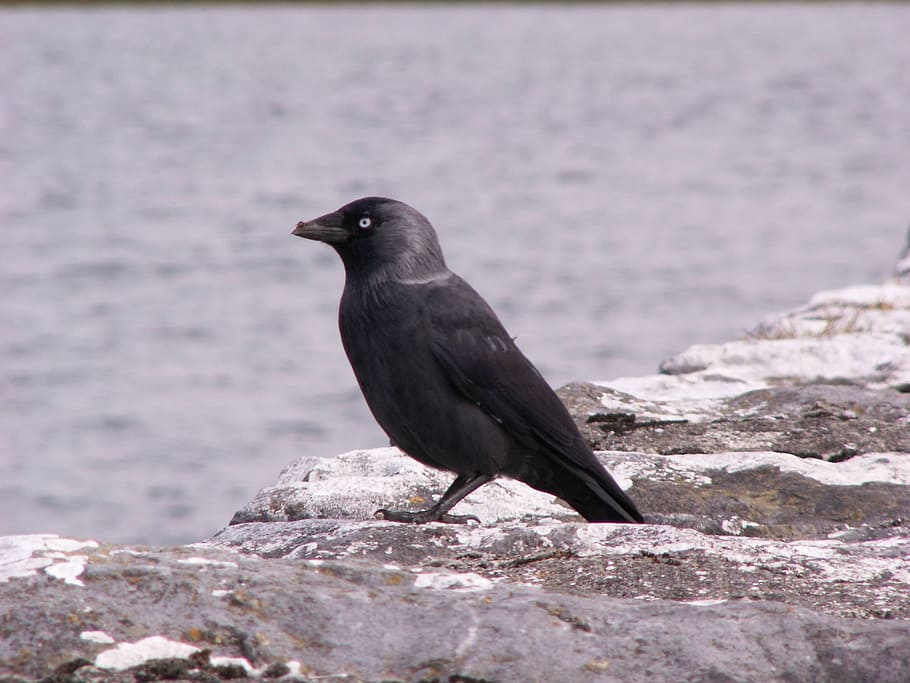 raven, crow, bird, animal themes, animal wildlife, animals in the wild HD wallpaper