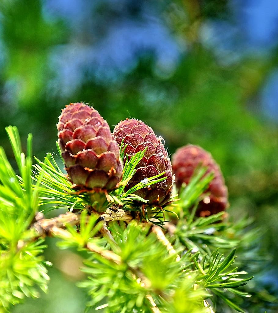 pine, summer, nature, branch, green, plant, close-up, growth HD wallpaper