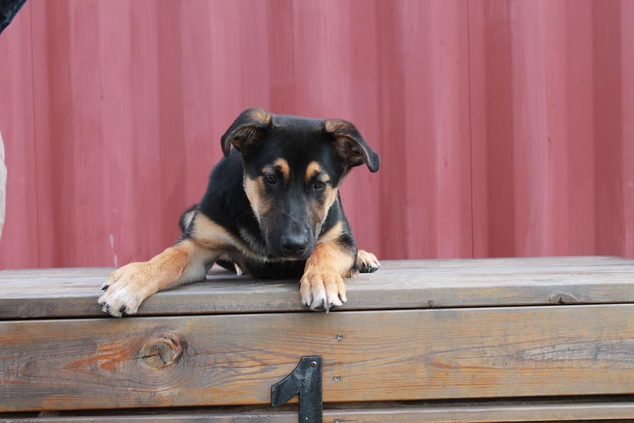 dog, puppy, won, one animal, domestic, mammal, canine, pets HD wallpaper