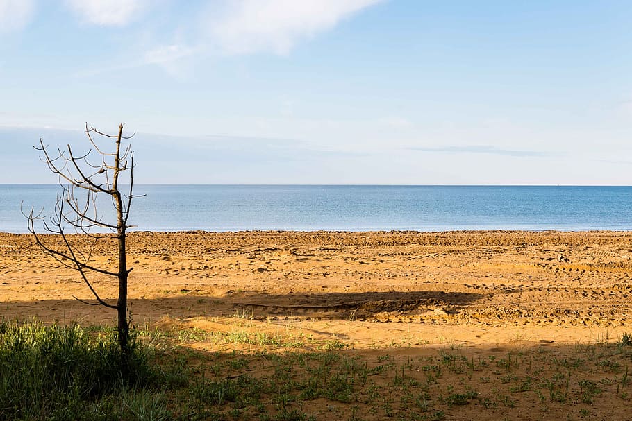 sea, tree, beach, sky, water, land, tranquil scene, tranquility HD wallpaper