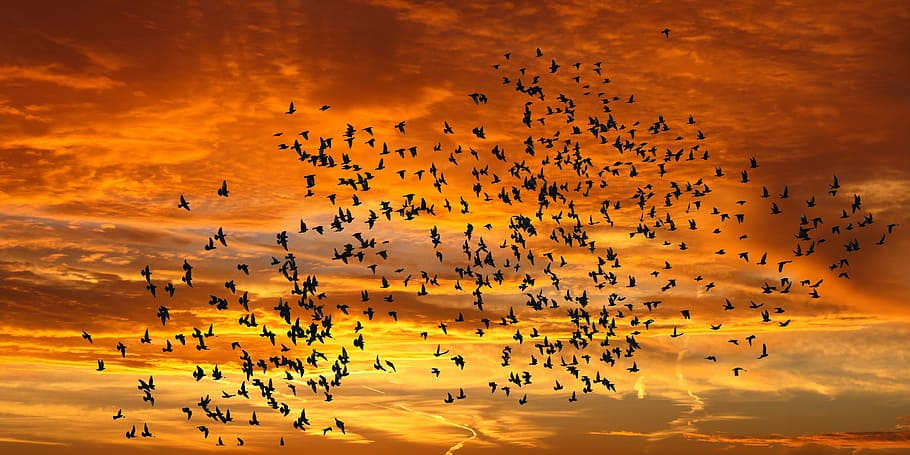 silhouette photography of flock of flying birds, emotions, nature, HD wallpaper